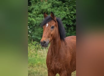 New Forest Pony, Wallach, 20 Jahre, 150 cm, Brauner