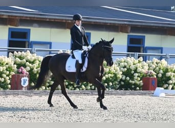 New Forest Pony, Wallach, 21 Jahre, 151 cm, Rappe