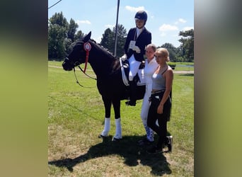 New Forest Pony, Wallach, 21 Jahre, 151 cm, Rappe