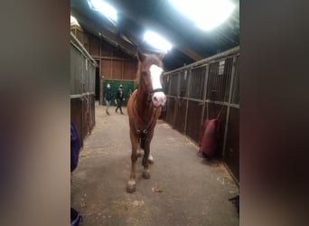 New Forest Pony, Wallach, 23 Jahre, 151 cm, Hellbrauner