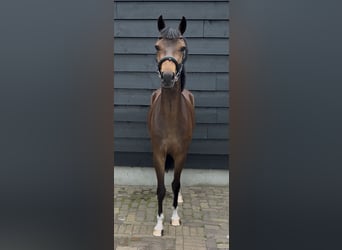 New Forest Pony, Wallach, 2 Jahre, 143 cm, Dunkelbrauner