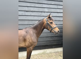 New Forest Pony, Wallach, 2 Jahre, 143 cm, Dunkelbrauner