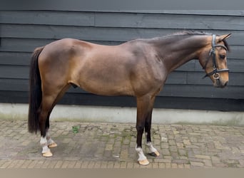 New Forest Pony, Wallach, 2 Jahre, 143 cm, Dunkelbrauner