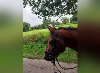 New Forest Pony, Wallach, 3 Jahre, 135 cm, Dunkelbrauner