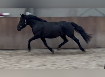 New Forest Pony, Wallach, 3 Jahre, 136 cm, Rappe