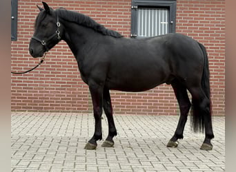 New Forest Pony, Wallach, 3 Jahre, 136 cm, Rappe