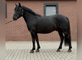 New Forest Pony, Wallach, 3 Jahre, 136 cm, Rappe