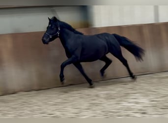 New Forest Pony, Wallach, 3 Jahre, 136 cm, Rappe