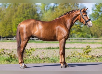 New Forest Pony, Wallach, 3 Jahre, 143 cm, Fuchs