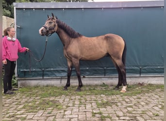New Forest Pony, Wallach, 3 Jahre, 144 cm, Buckskin
