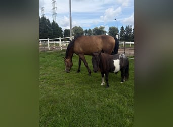 New Forest Pony, Wallach, 3 Jahre, 144 cm, Buckskin