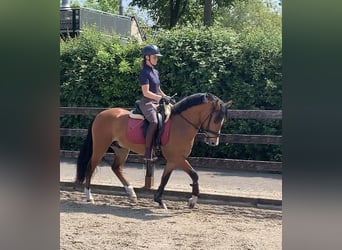 New Forest Pony, Wallach, 3 Jahre, 144 cm, Hellbrauner