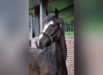 New Forest Pony, Wallach, 3 Jahre, 145 cm, Brauner