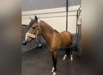 New Forest Pony, Wallach, 3 Jahre, 145 cm, Hellbrauner