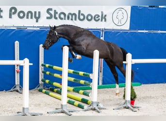 New Forest Pony, Wallach, 3 Jahre, 145 cm, Rappe