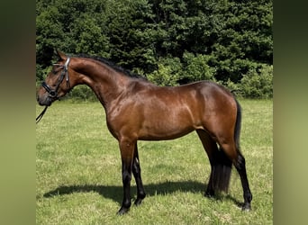 New Forest Pony, Wallach, 3 Jahre, 146 cm, Brauner