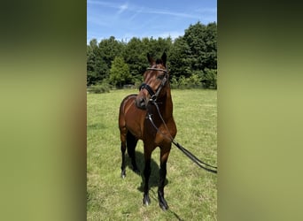 New Forest Pony, Wallach, 3 Jahre, 146 cm, Brauner