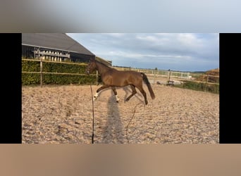 New Forest Pony, Wallach, 3 Jahre, 146 cm, Schwarzbrauner