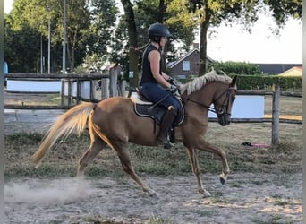 New Forest Pony, Wallach, 3 Jahre, 147 cm, Fuchs