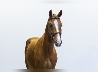 New Forest Pony, Wallach, 3 Jahre, 152 cm, Fuchs