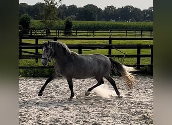New Forest Pony, Wallach, 4 Jahre, 140 cm, Schimmel