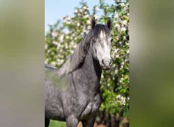 New Forest Pony, Wallach, 4 Jahre, 140 cm, Schimmel