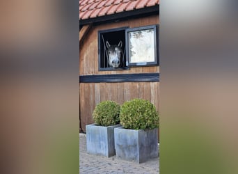 New Forest Pony, Wallach, 4 Jahre, 140 cm, Schimmel