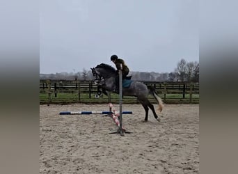 New Forest Pony, Wallach, 4 Jahre, 140 cm, Schimmel