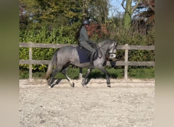 New Forest Pony, Wallach, 4 Jahre, 140 cm, Schimmel