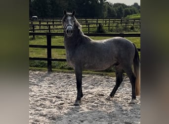 New Forest Pony, Wallach, 4 Jahre, 140 cm, Schimmel