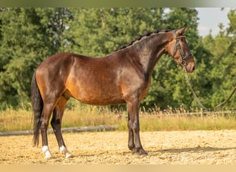 New Forest Pony, Wallach, 4 Jahre, 143 cm, Dunkelbrauner