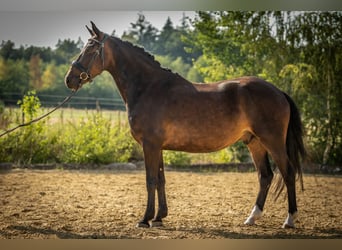New Forest Pony, Wallach, 4 Jahre, 143 cm, Dunkelbrauner
