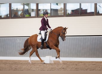 New Forest Pony, Wallach, 4 Jahre, 145 cm, Fuchs