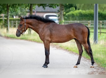 New Forest Pony, Wallach, 4 Jahre, 145 cm, Rotbrauner