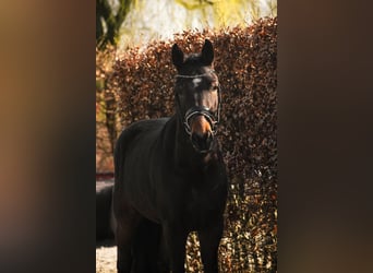 New Forest Pony, Wallach, 4 Jahre, 146 cm, Dunkelbrauner