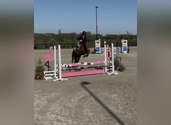 New Forest Pony, Wallach, 4 Jahre, 147 cm, Brauner