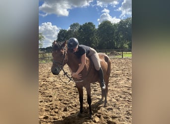 New Forest Pony, Wallach, 4 Jahre, 147 cm, Brauner