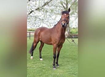 New Forest Pony, Wallach, 4 Jahre, 147 cm, Brauner