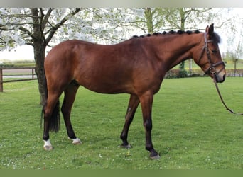 New Forest Pony, Wallach, 4 Jahre, 147 cm, Brauner