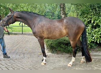 New Forest Pony, Wallach, 4 Jahre, 147 cm, Dunkelbrauner