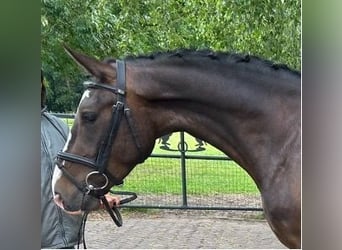 New Forest Pony, Wallach, 4 Jahre, 147 cm, Dunkelbrauner