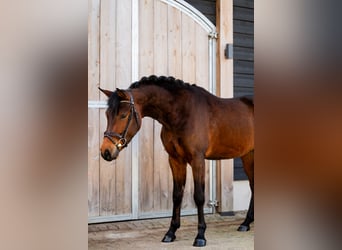New Forest Pony, Wallach, 4 Jahre, 147 cm, Dunkelbrauner