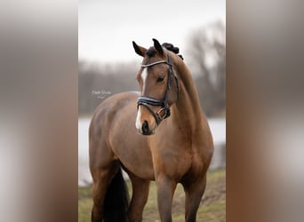 New Forest Pony, Wallach, 4 Jahre, 151 cm, Brauner