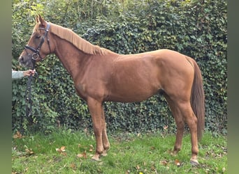 New Forest Pony, Wallach, 4 Jahre, 154 cm, Dunkelfuchs