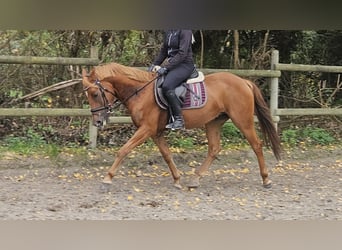 New Forest Pony, Wallach, 4 Jahre, 154 cm, Dunkelfuchs