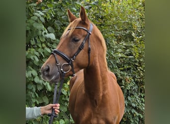New Forest Pony, Wallach, 4 Jahre, 154 cm, Dunkelfuchs