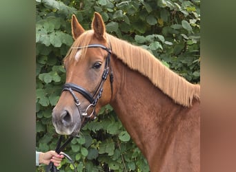 New Forest Pony, Wallach, 4 Jahre, 154 cm, Dunkelfuchs