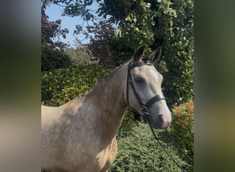 New Forest Pony, Wallach, 5 Jahre, 138 cm, Buckskin