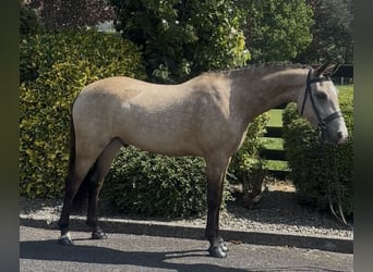 New Forest Pony, Wallach, 5 Jahre, 138 cm, Buckskin