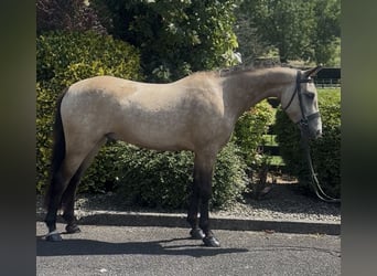 New Forest Pony, Wallach, 5 Jahre, 138 cm, Buckskin